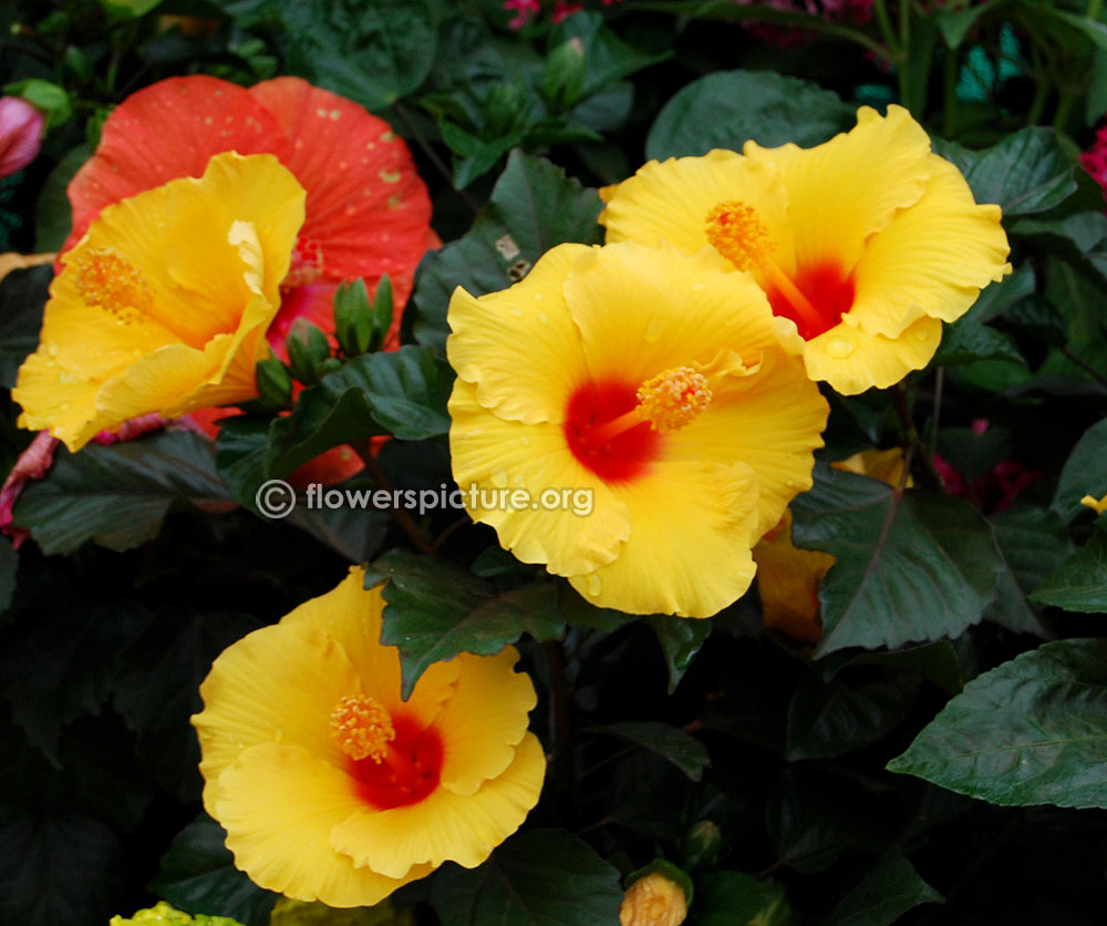 Hibiscus rosa sinensis cherie