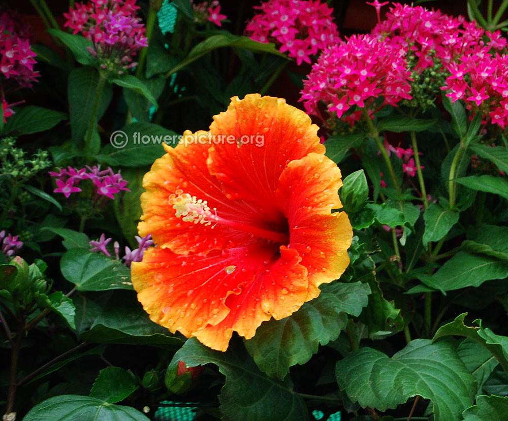 Hibiscus rosa-sinensis 'Cosmic Dancer'