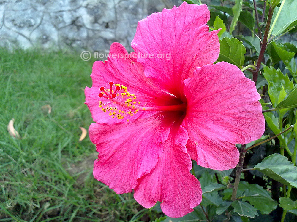 hibiscus rosa sinensis pink