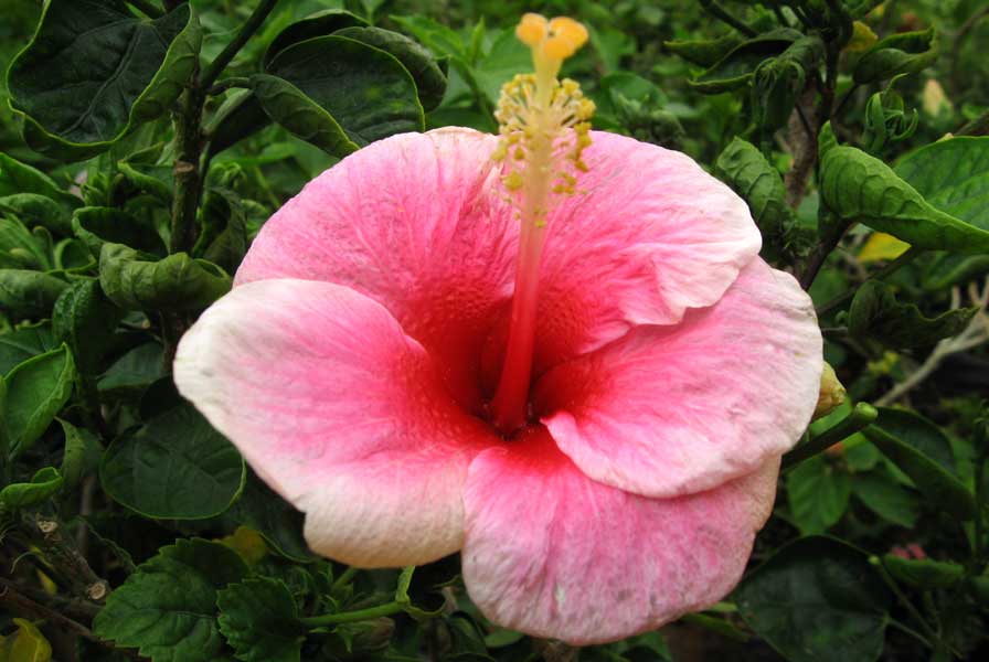 Hibiscus rosa sinensis red white