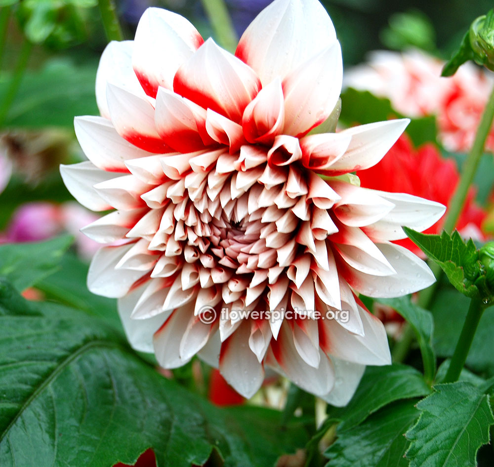 Hilltop stella dahlia blooming