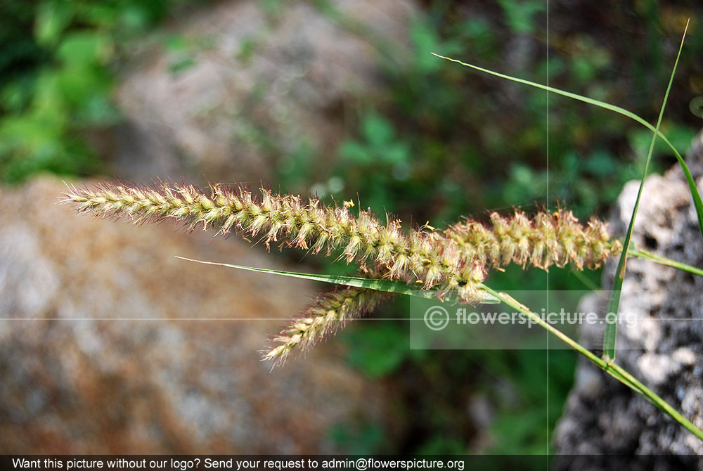 Himalayan fountain grass