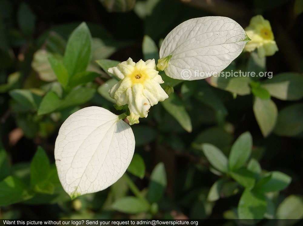 Himalayan mussaenda