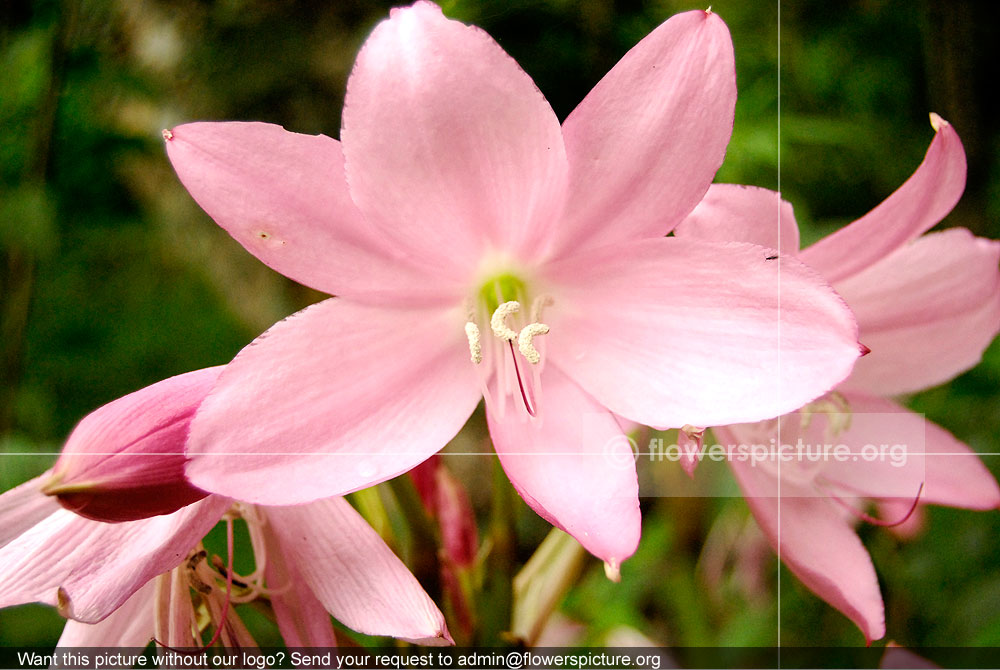 pink rain lily