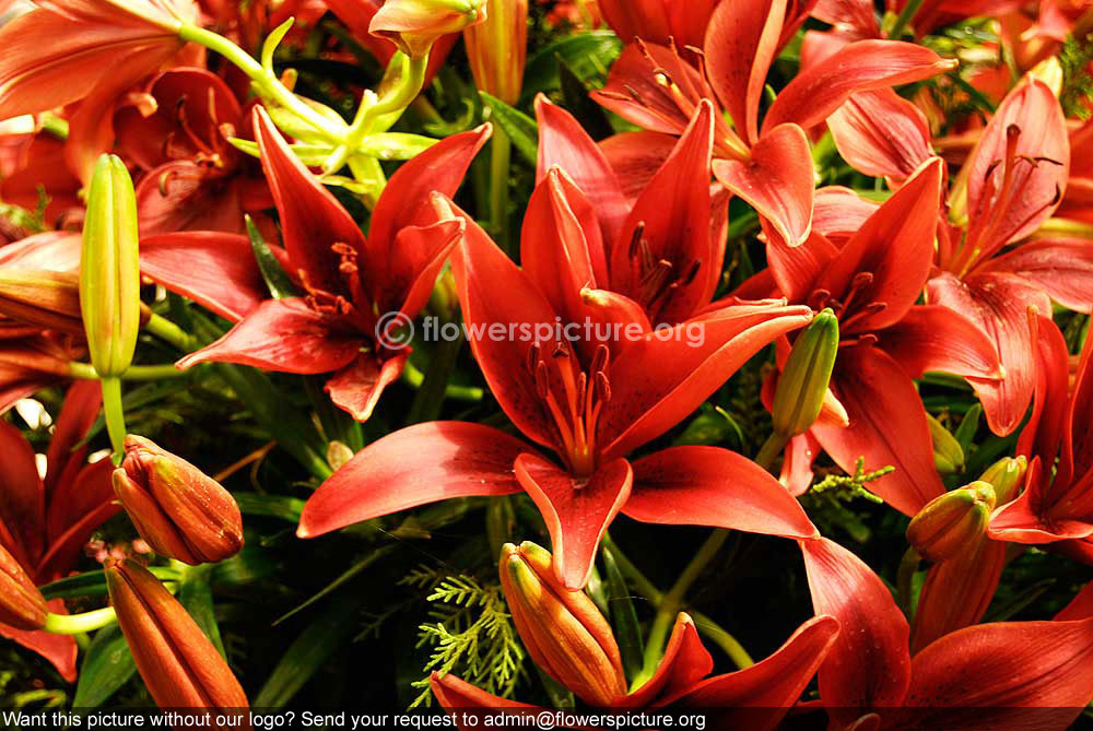 Hippeastrum red