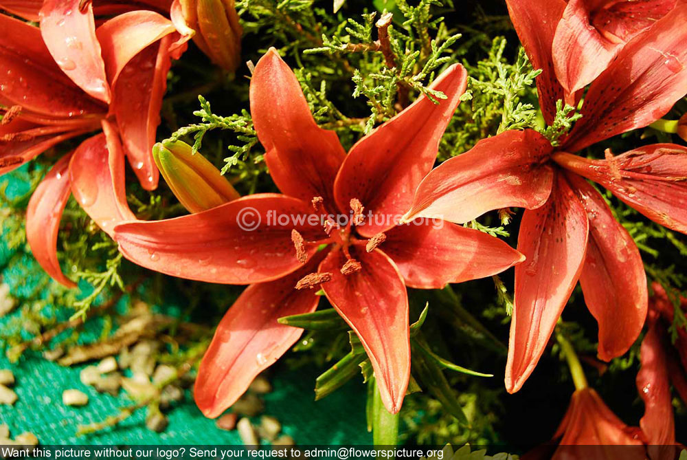 Hippeastrum Red with black dots