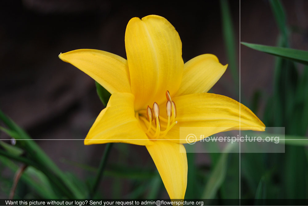 Hippeastrum Yellow