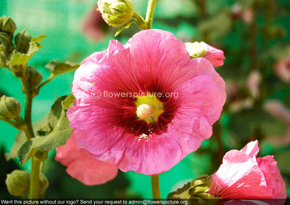 Hollyhock pink