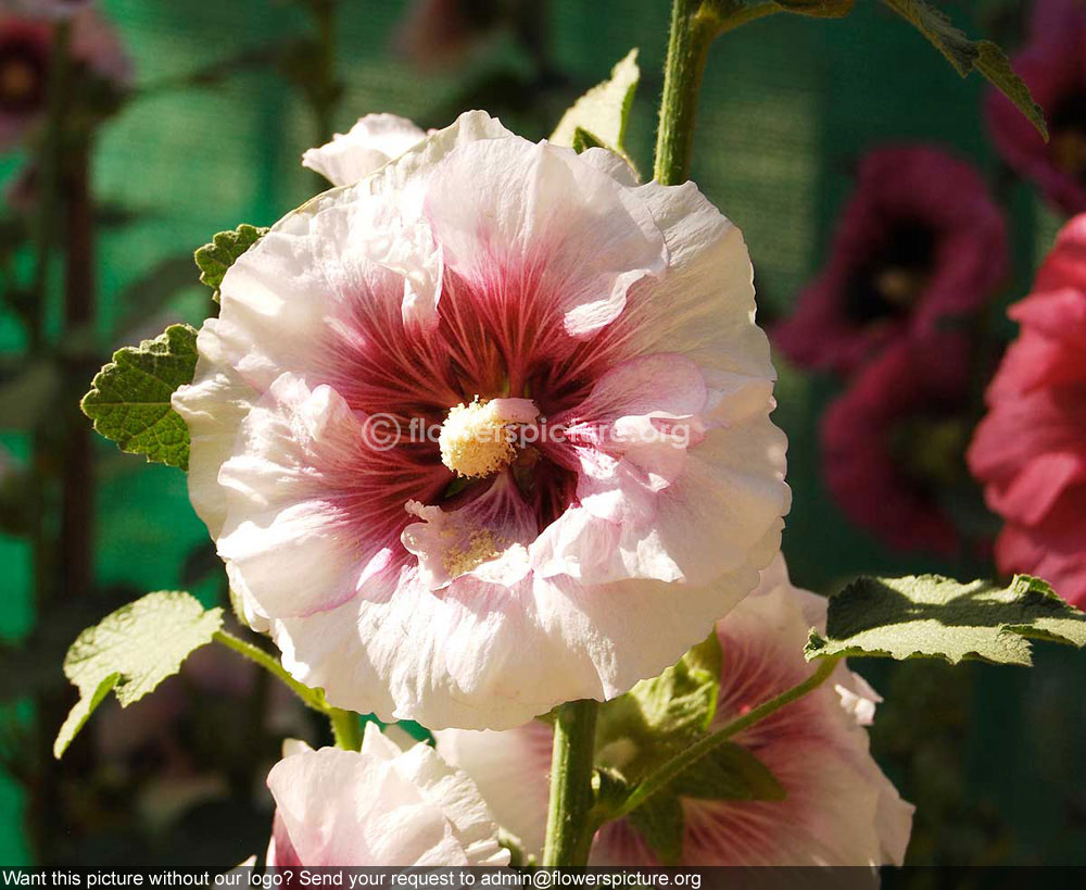 Hollyhock white