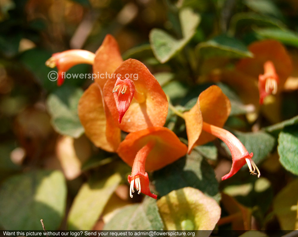 Holmskioldia sanguinea