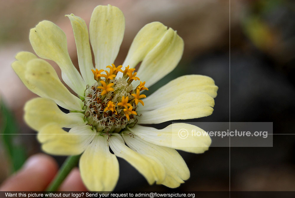 Honeydew zinnia