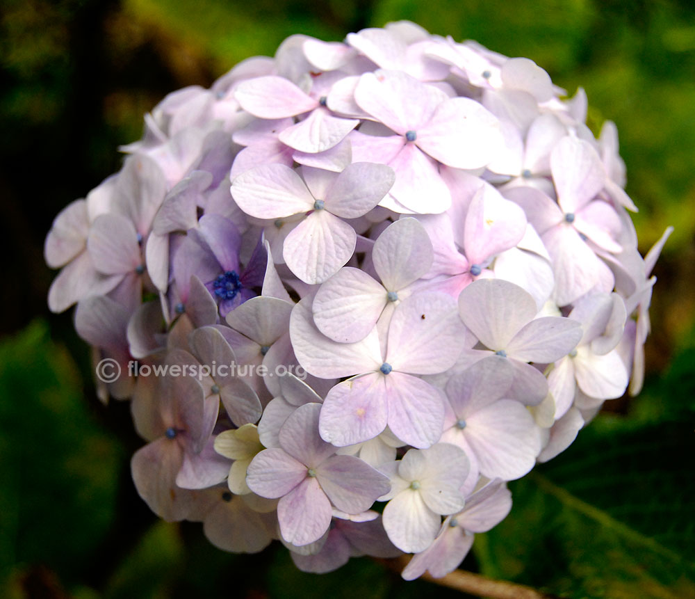 Hydrangea macrophylla