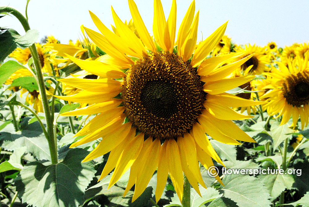 Mass sunflower planting