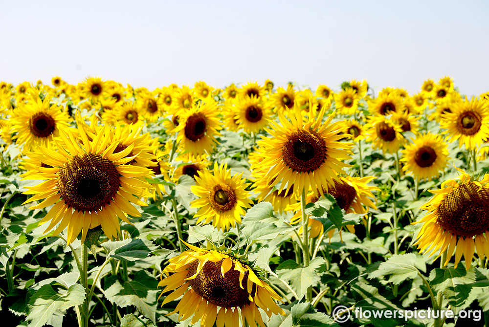 sunflower garden