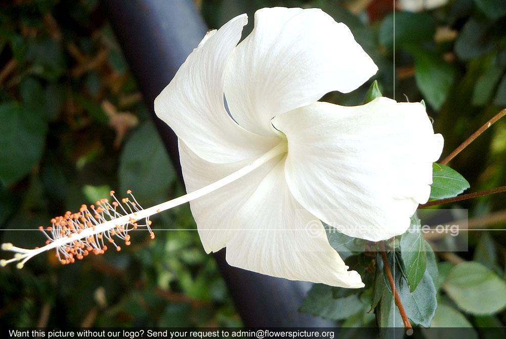 White Hibiscus