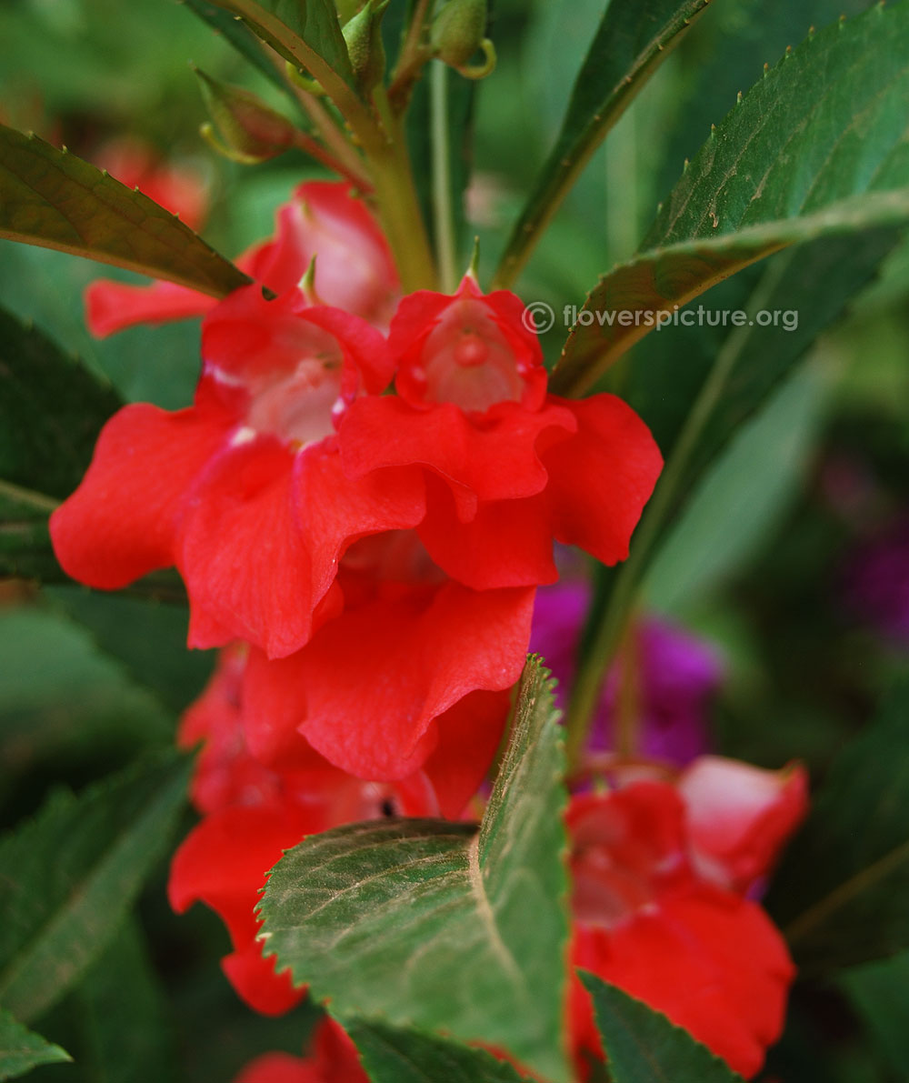 Impatiens balsamina orange red