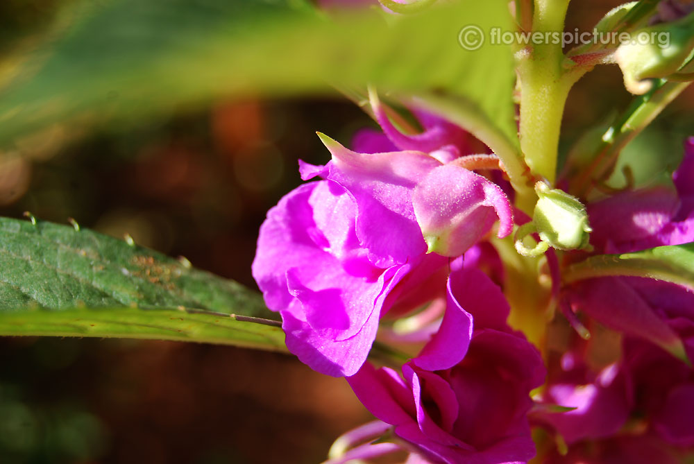 Impatiens balsamina purple