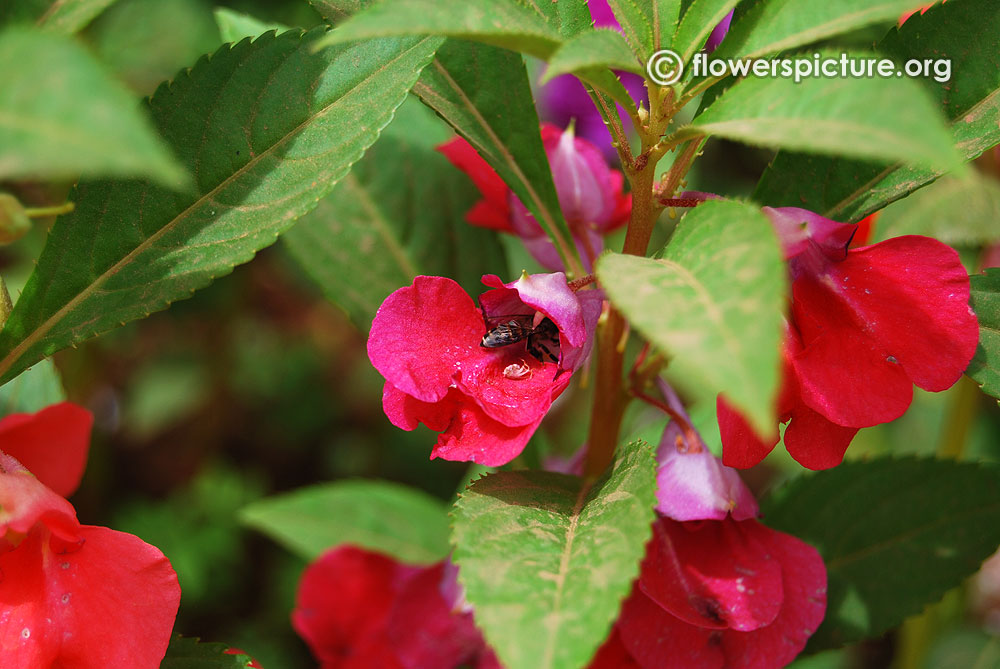 Impatiens balsamina red