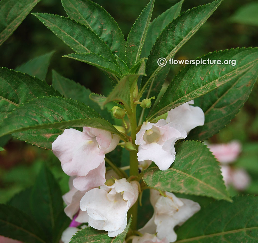 Impatiens balsamina white variety