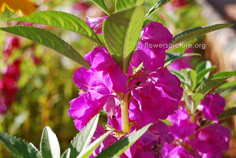 Impatiens Balsamina