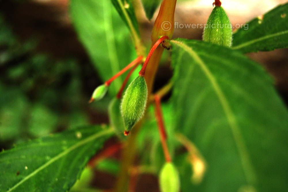 Impatiens balsamina fruit