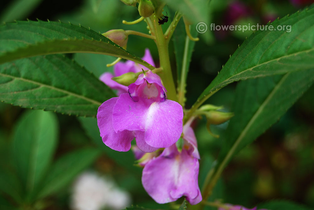 Impatiens balsamina lavender