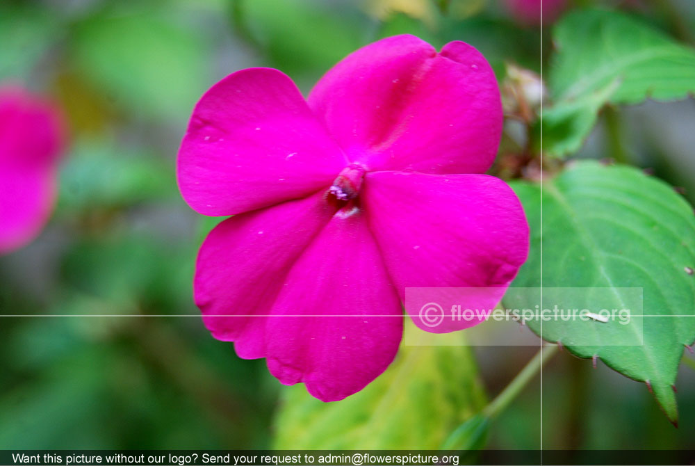 Impatiens Walleriana Purple