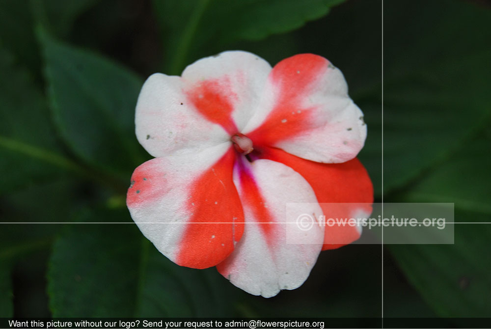 Impatiens Walleriana Red White