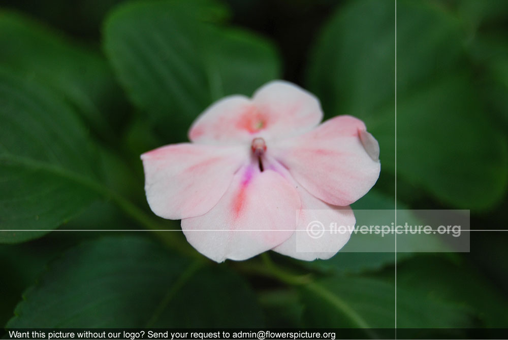 Impatiens Walleriana White