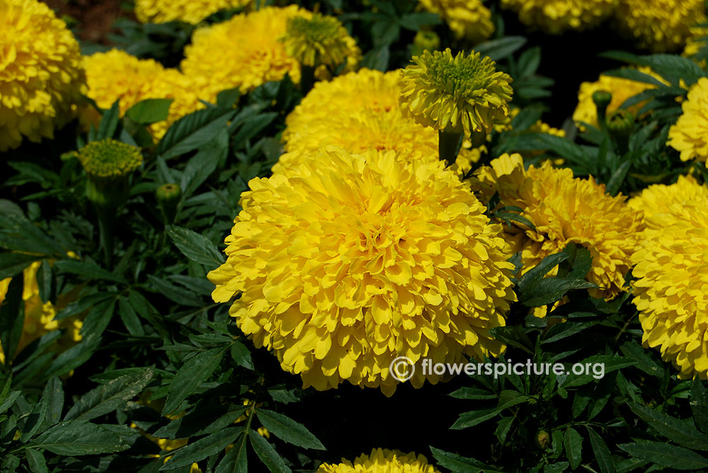 Inca marigold flowers & foliage