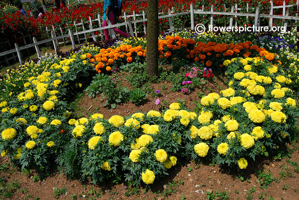 Inca marigold pots decoration