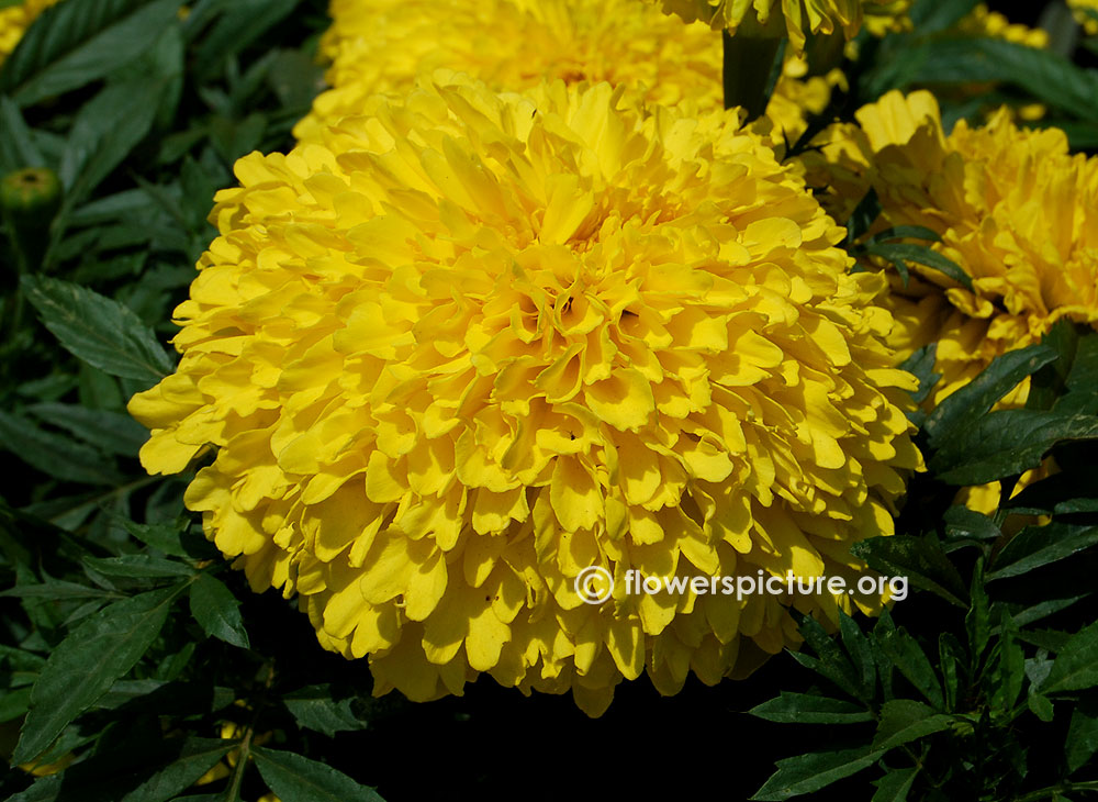 Inca marigold