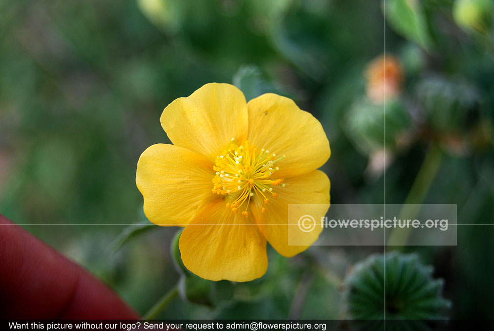 Indian mallow