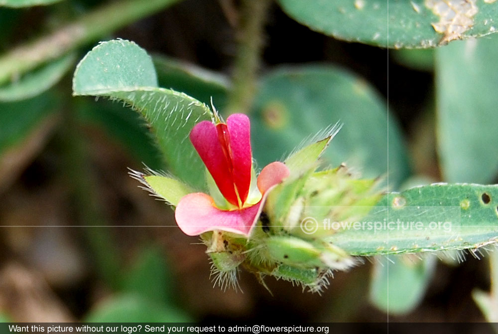 Indigofera dalzellii