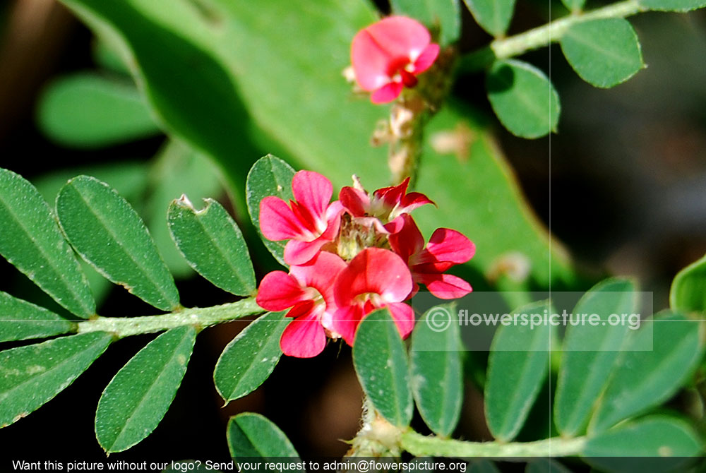 Indigofera linifolia