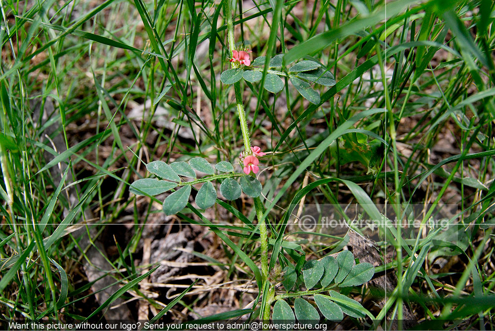 Indigofera Linnaei