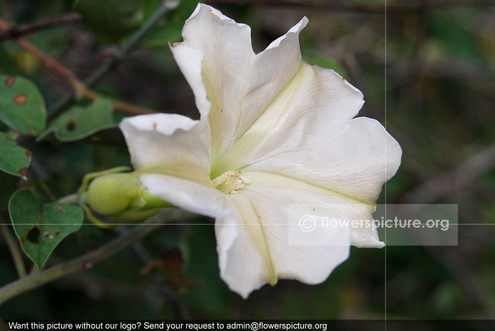 Ipomoea alba