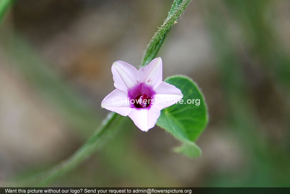 Ipomoea eriocarpa