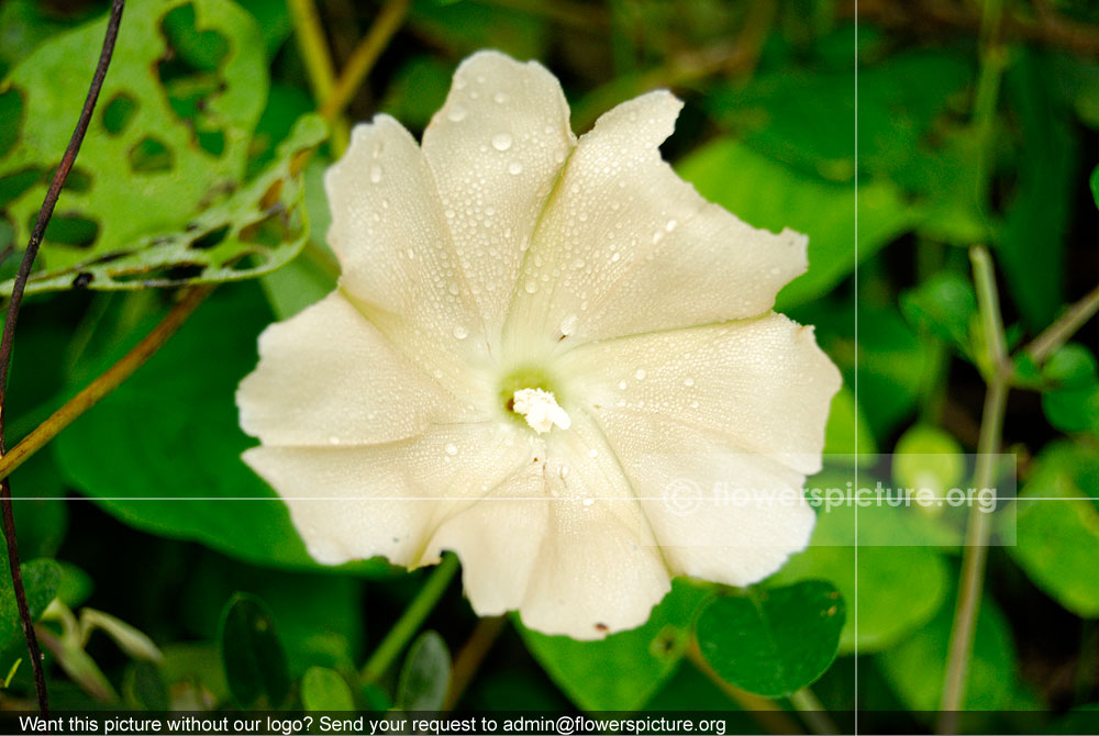 Ipomoea Carnea