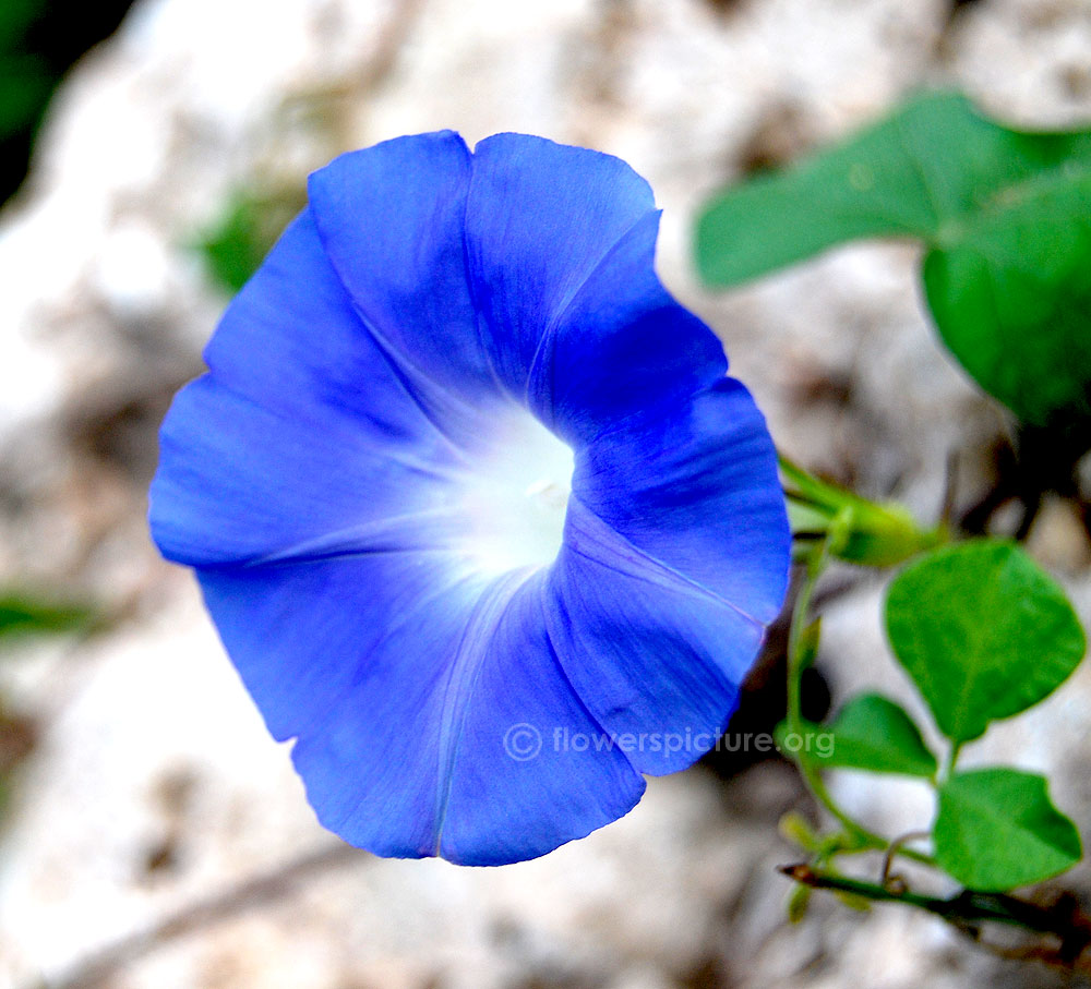 Ipomoea carnea blue