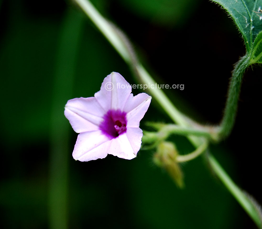 ipomoea imperati pink