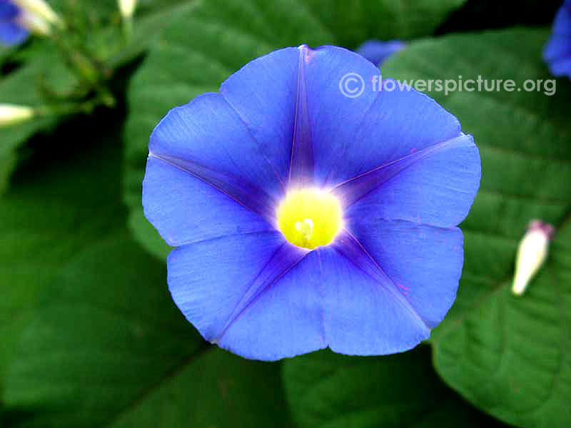 Ipomoea indica