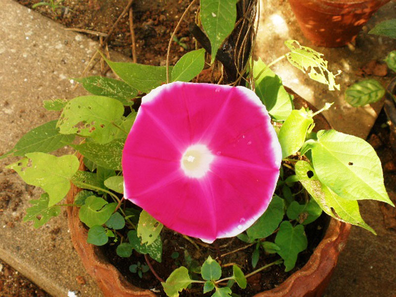 ipomoea indica pink