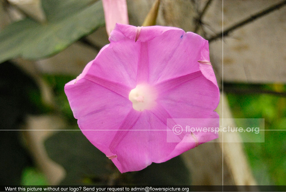 Ipomoea Purpurea Pink