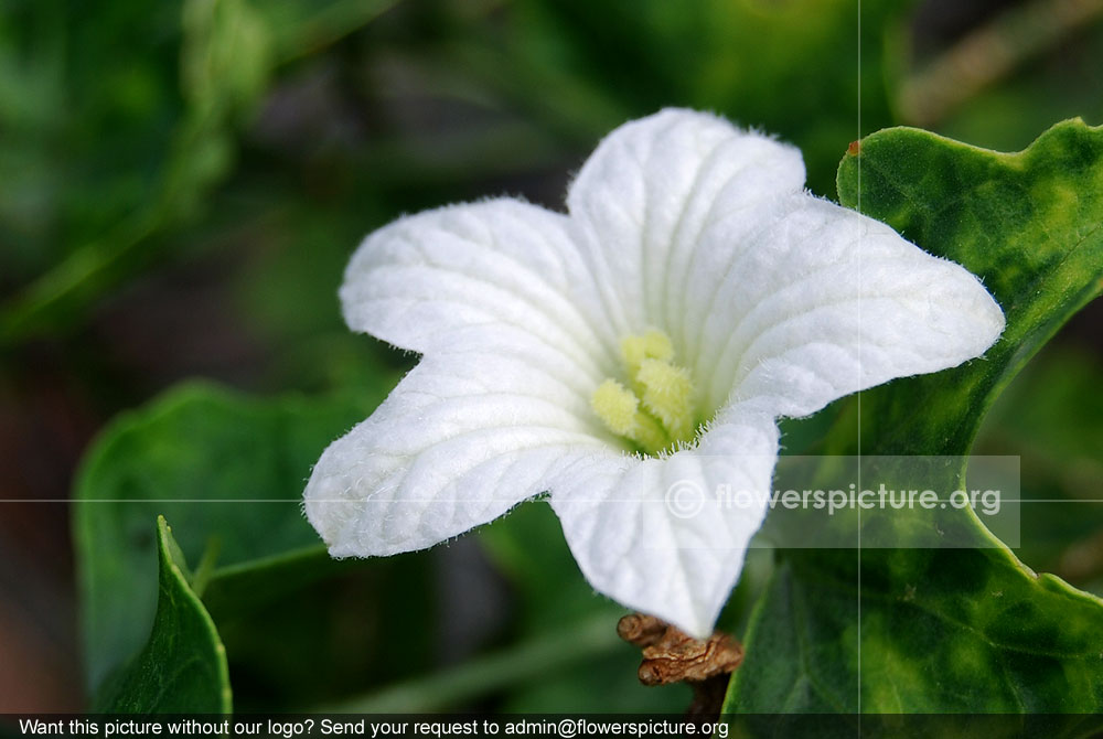 Ivy gourd