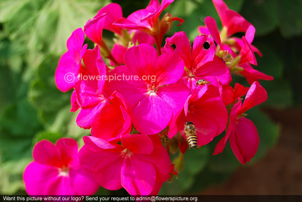 Ivy leaf geranium