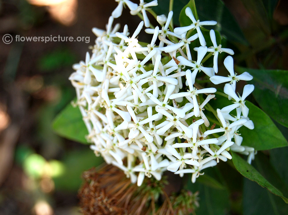 Ixora chinensis