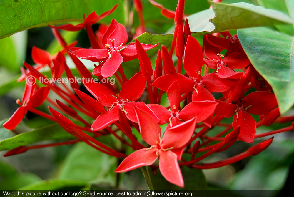 Ixora coccinea