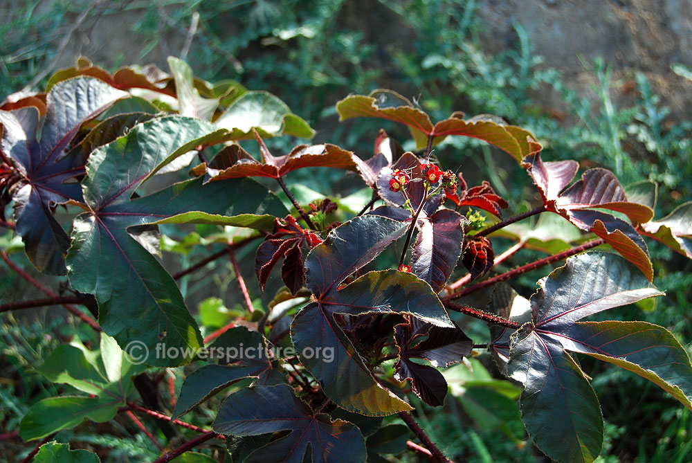 Bellyache bush plant, foliage & flowers