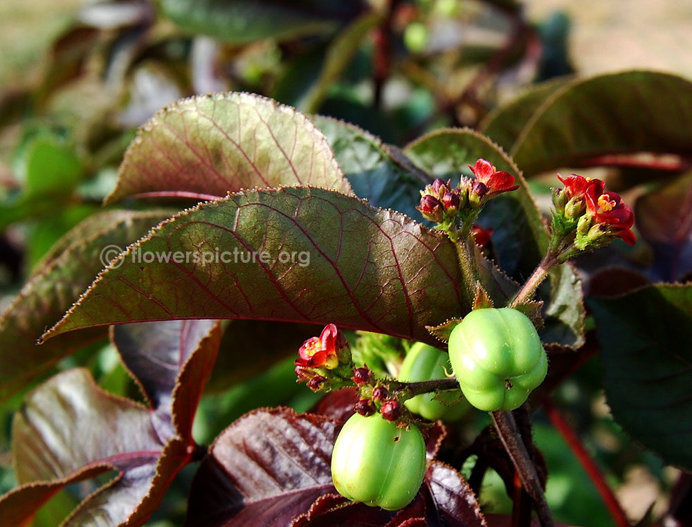 Cotton Leaf Physic nut